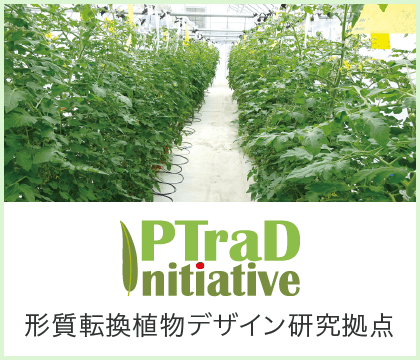 形質転換植物デザイン研究拠点｜PTraD